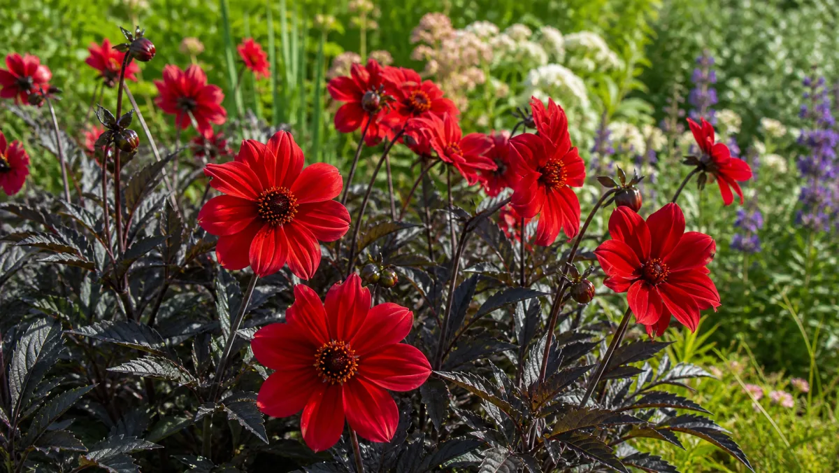 Dahlia 'Bishop of Llandaff' als redaktionelle Gartenillustration in einem deutschen Gartenumfeld