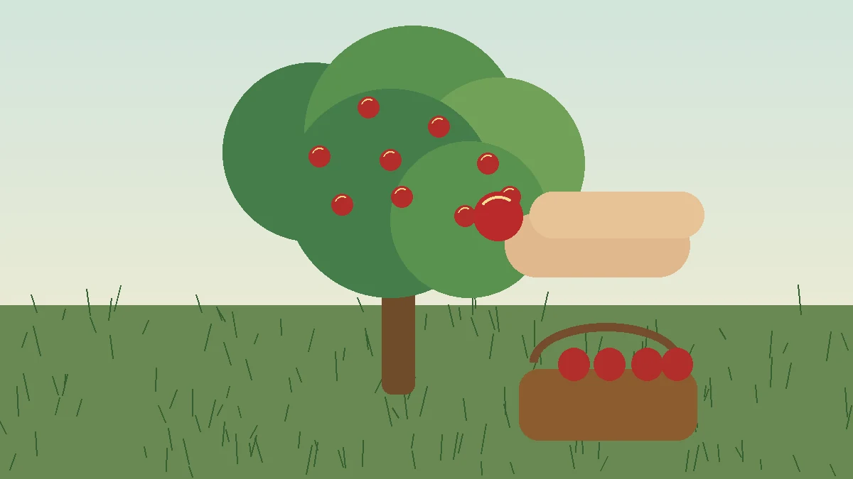 Reife Äpfel werden vorsichtig vom Baum geerntet