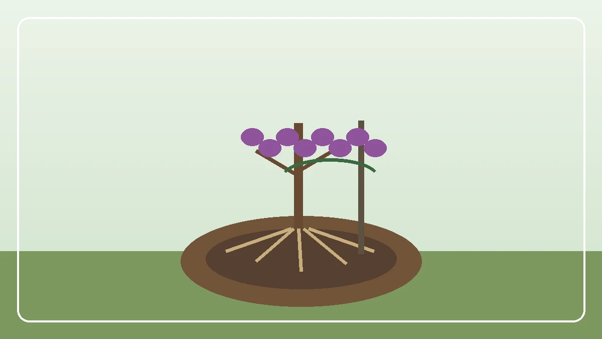 Pflaumenbaum mit reifen violetten Pflaumen