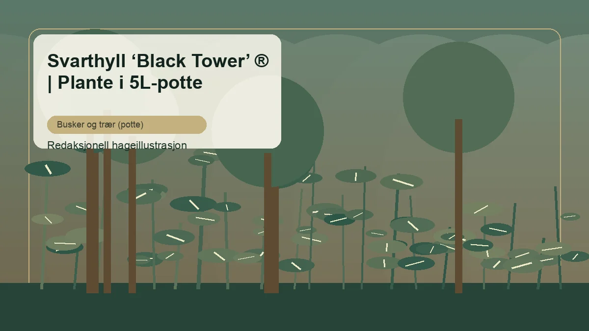 Schwarzer Holunder 'Black Tower' als redaktionelle Gartenillustration in einem gemischten deutschen Strauchbeet